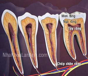 lich trinh phat trien bo rang 01
